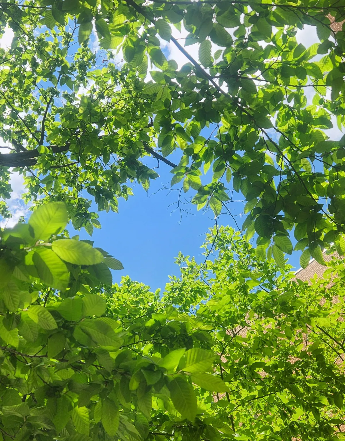 Looking straight up through a bright green tree canopy to blue sky.