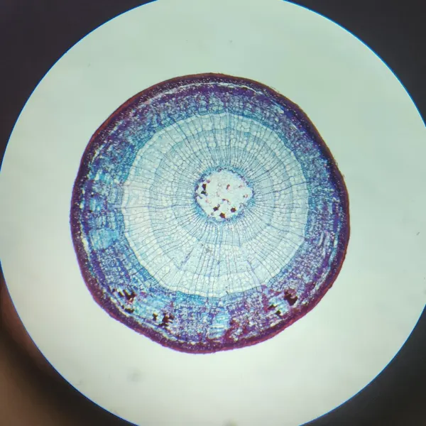 Cross-section of a basswood stem, rings of blue and purple stained tissue.