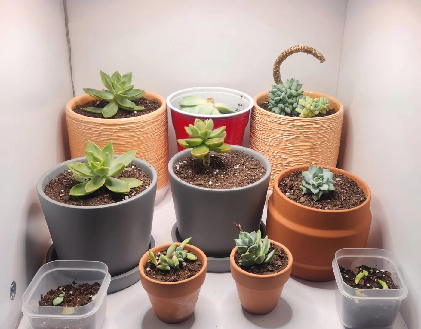 A shelf of potted succulents, from mature plants to new seedlings.
